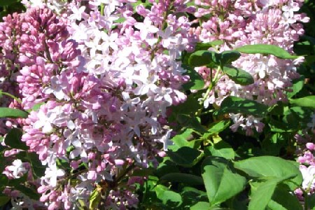 lilac bush, may sunday flower festival 
