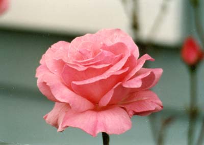 Pink Rose, National Pink Day