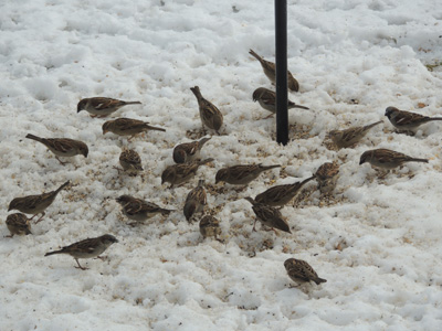 winter, sparrow, day, bird, watching