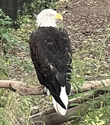 When is Bald and Free Day? October 7 holidays