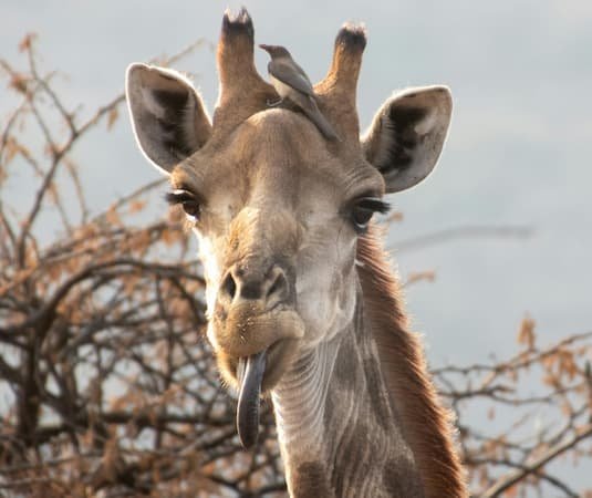 Giraffe. When is Stick Out Your Tongue Day? July 19 holidays.
