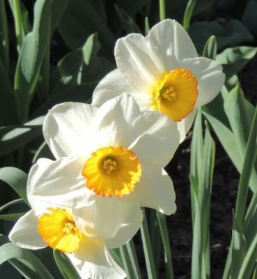 Daffodil Flowers Double, 2025 April Holidays