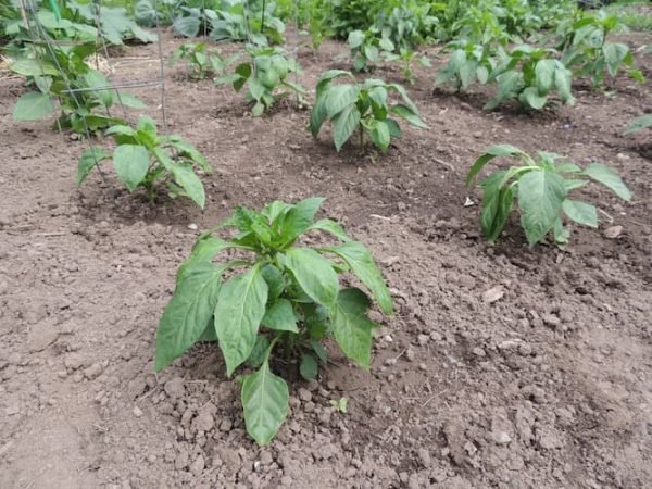 Garden Pepper Plants