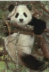 Giant Panda Bear Day