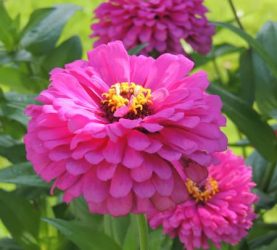 Zinnia, when is Plant a Flower Day? March 12 holidays